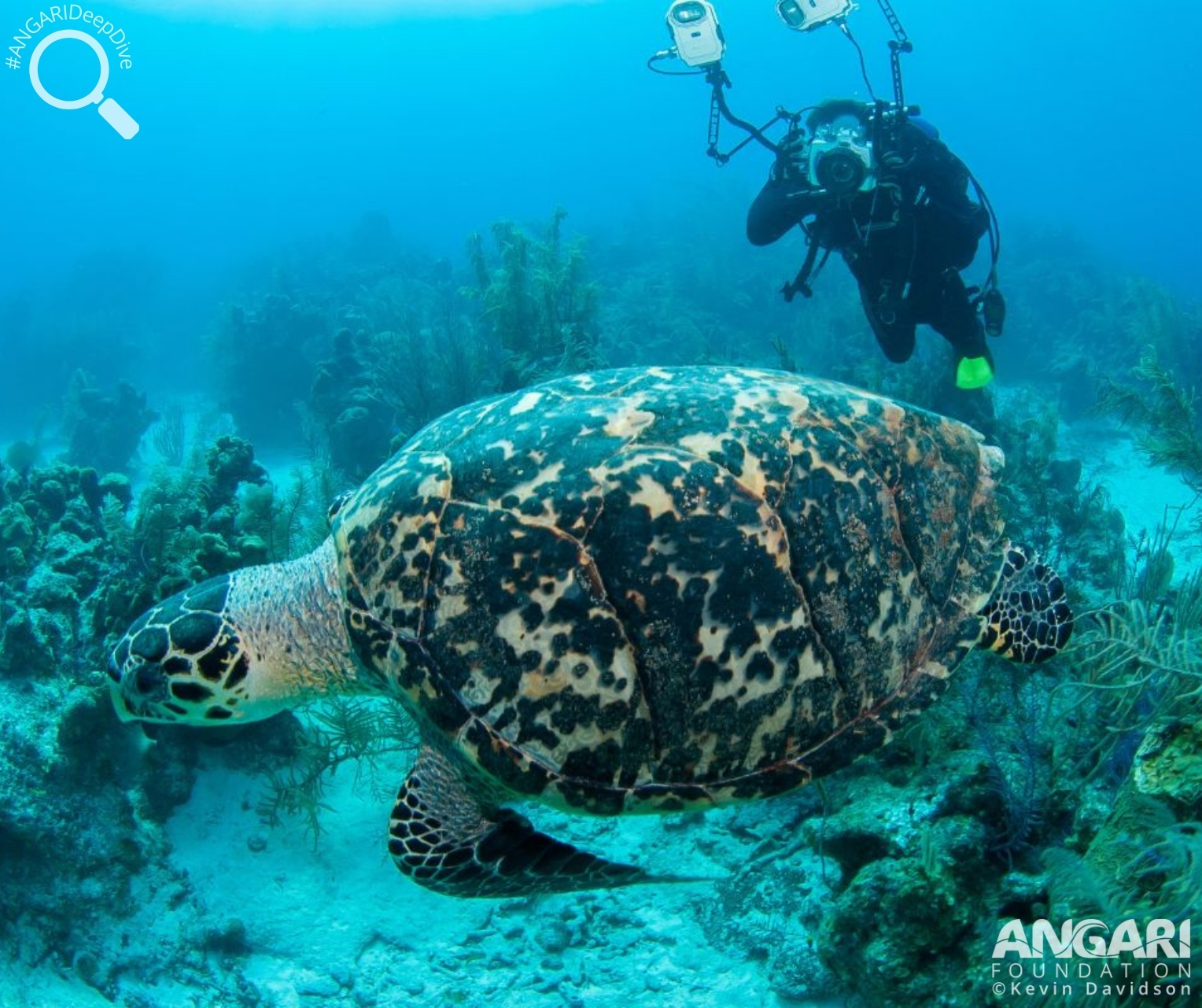 #ANGARIDeepDive_Hawksbill Sea Turtle_5