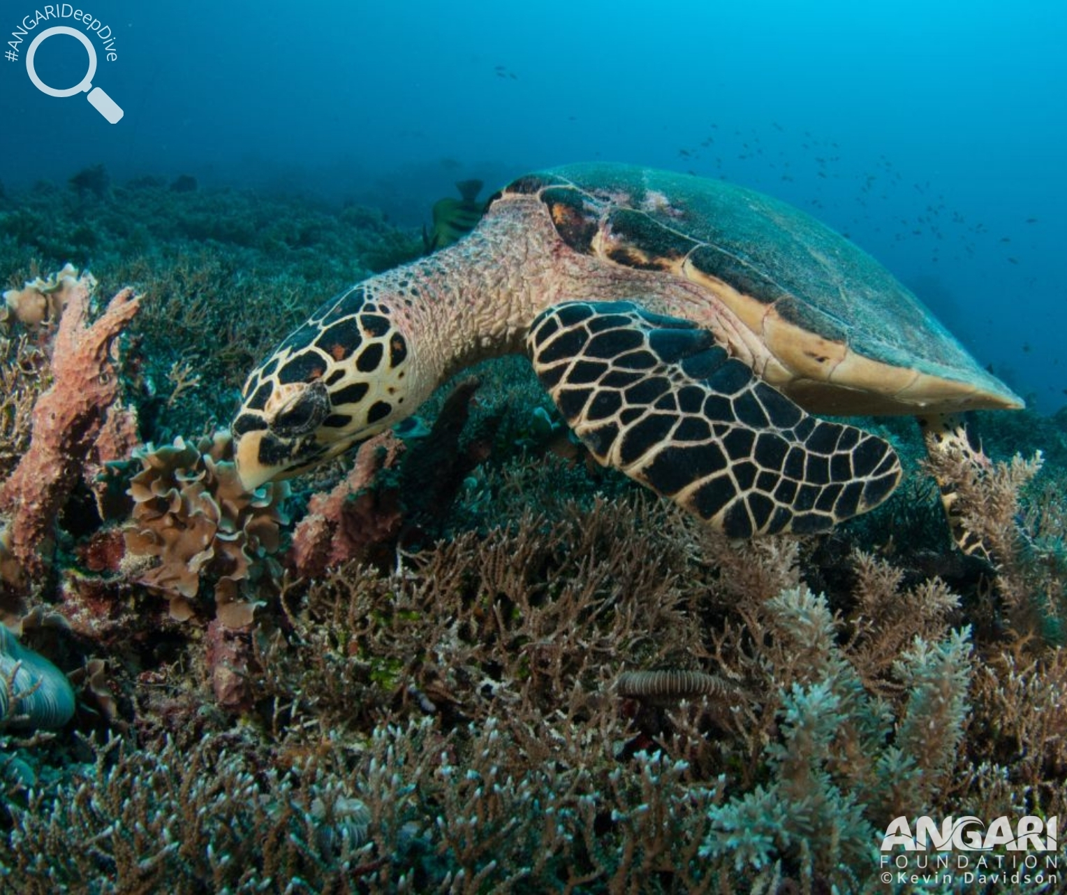 #ANGARIDeepDive_Hawksbill Sea Turtle