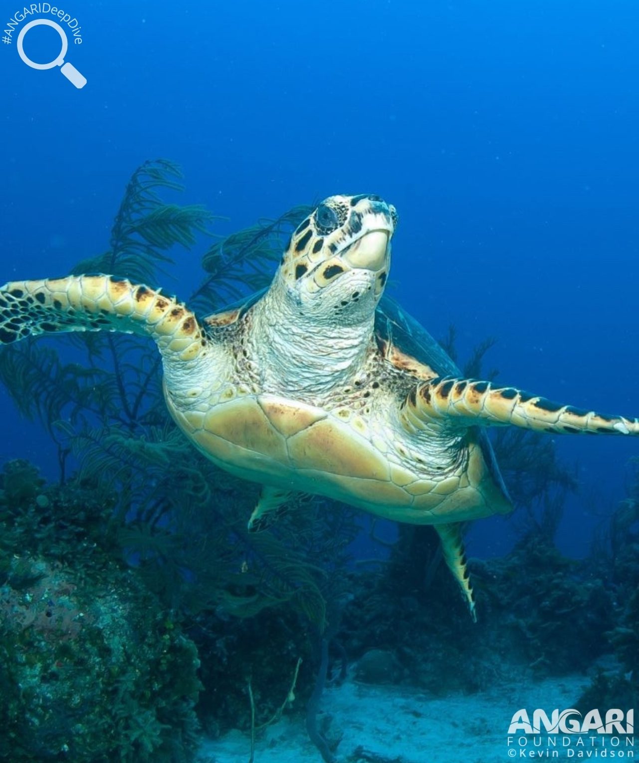 #ANGARIDeepDive Hawksbill Sea Turtle
