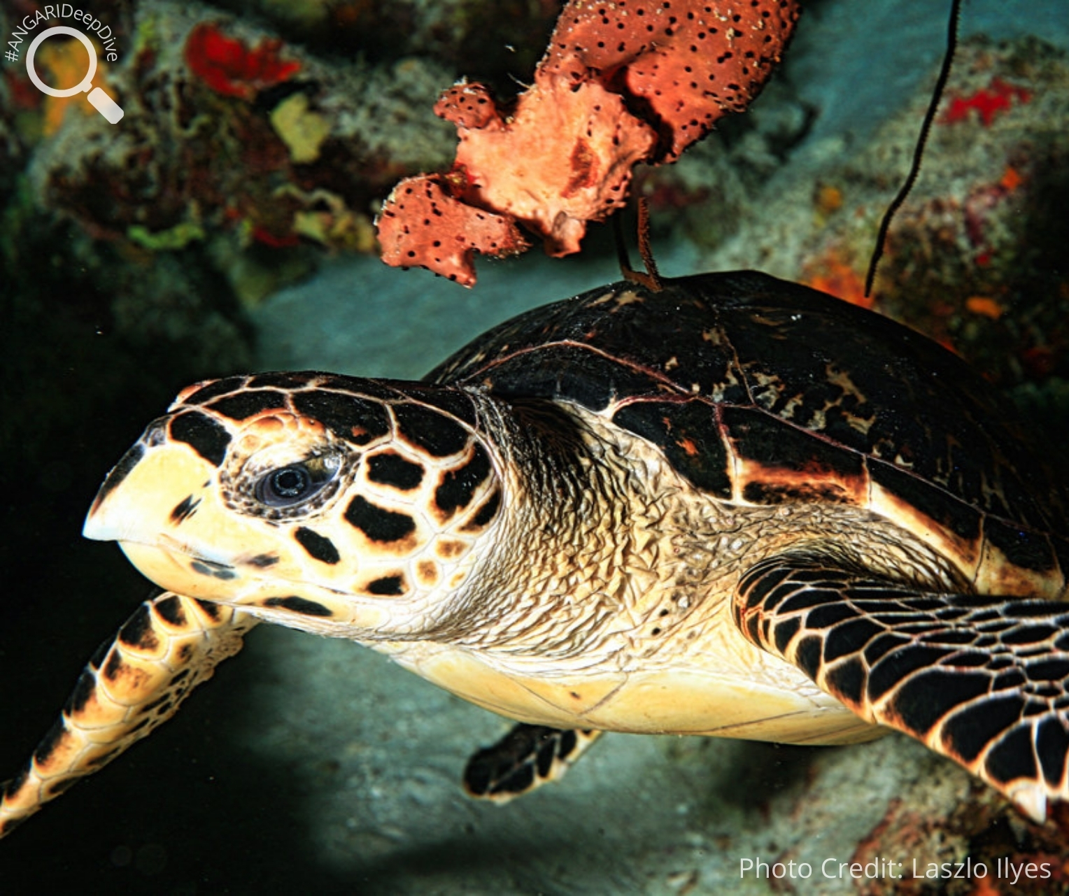 #ANGARIDeepDive_Hawksbill Sea Turtle. PC_Laszlo Ilyes