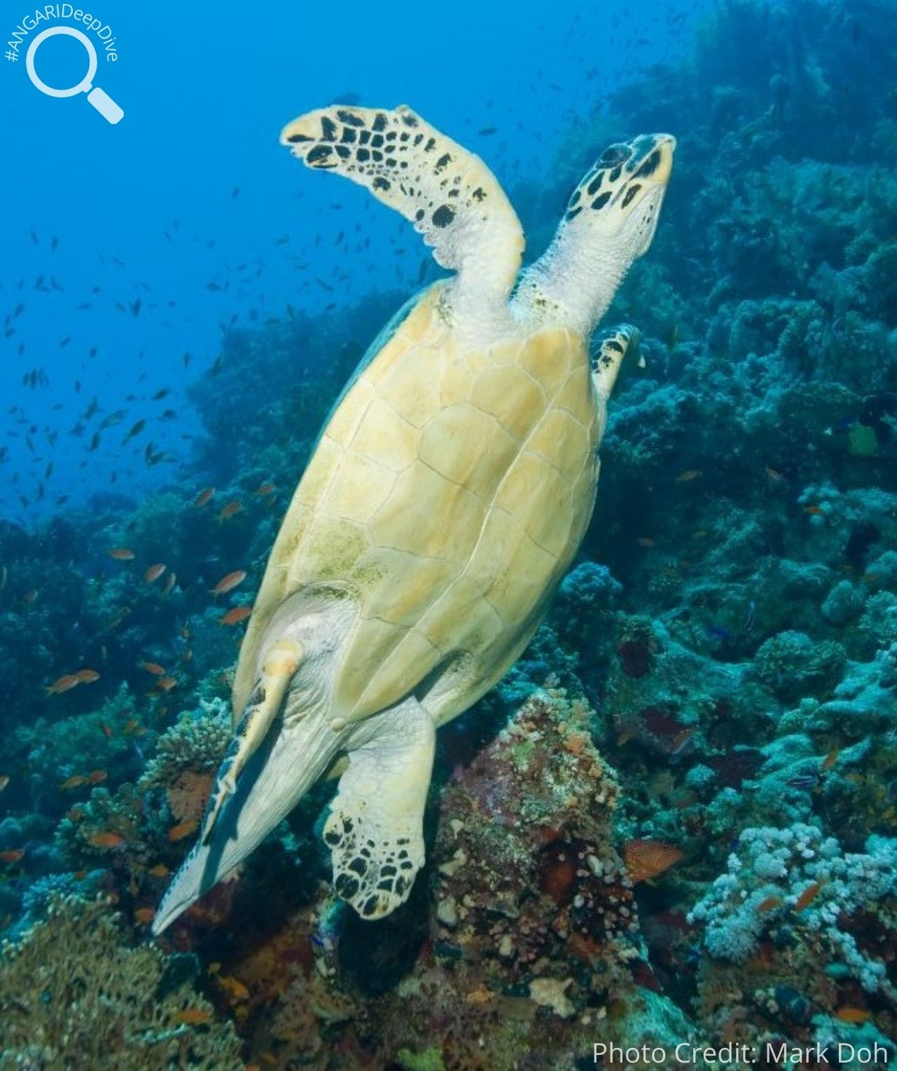 #ANGARIDeepDive_Hawksbill Sea Turtle. PC_Mark Doh