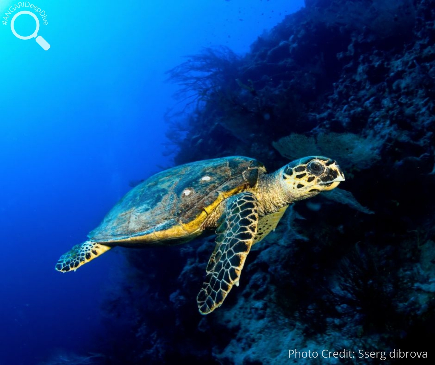 #ANGARIDeepDive Hawksbill Sea Turtle. PC_Sserg dibrova
