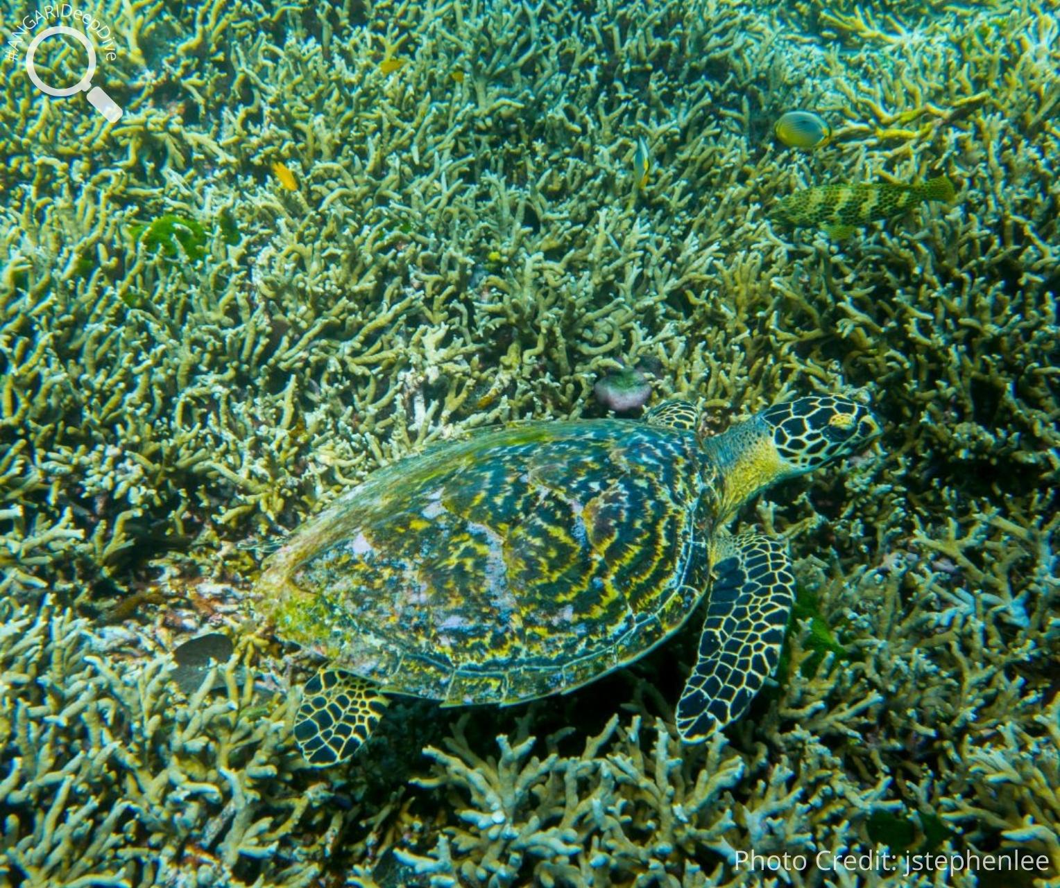 #ANGARIDeepDive_Hawksbill Sea Turtle. PC_jstephenlee