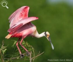 #angarideepdive Roseate Spoonbill Pc Alan D. Wilson - Angari Foundation