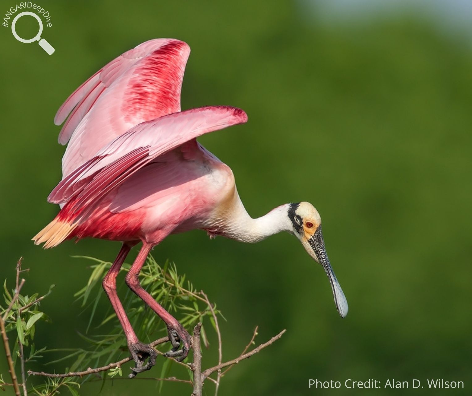 #ANGARIDeepDive_Roseate Spoonbill_PC_Alan D. Wilson