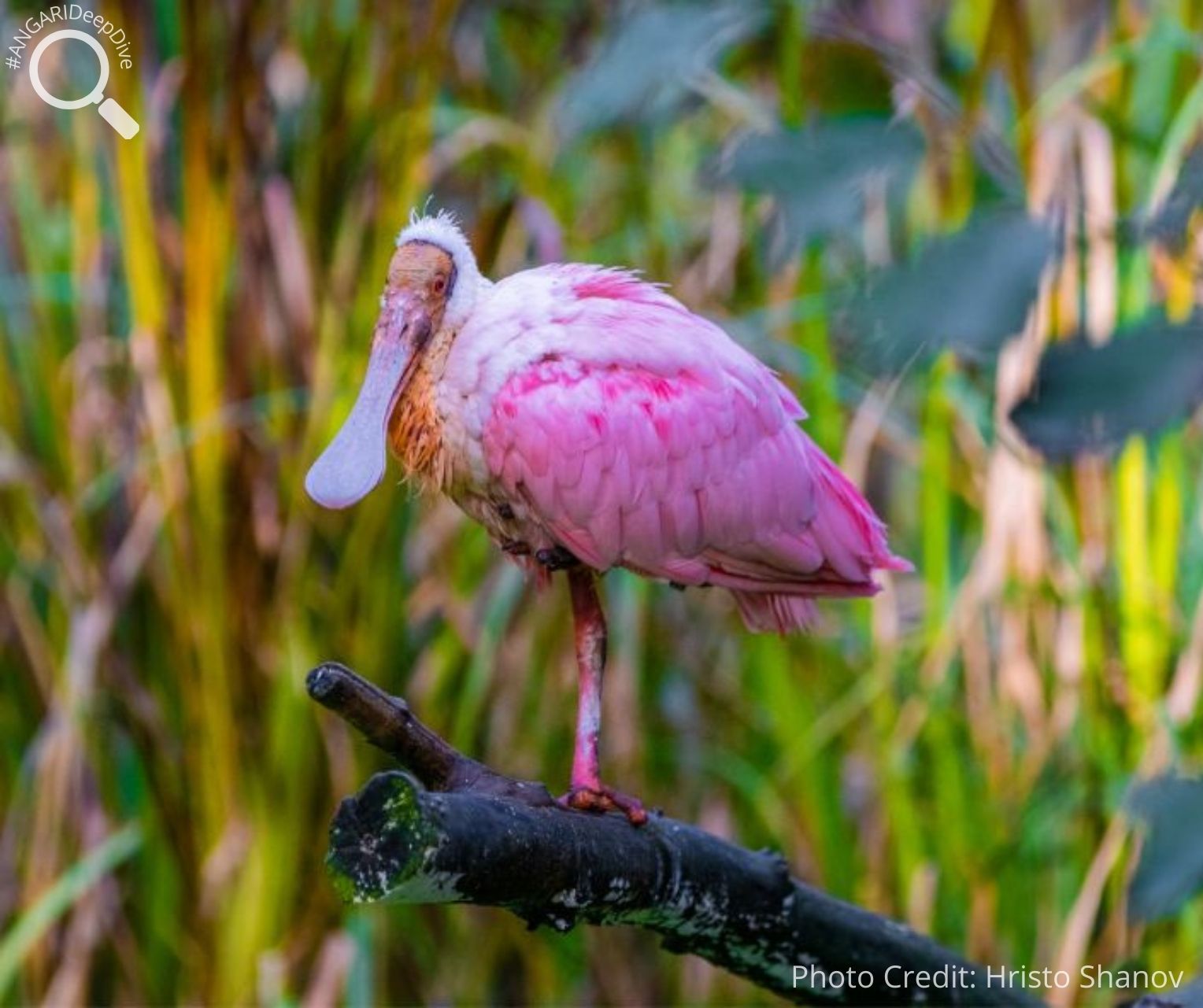 #ANGARIDeepDive_Roseate Spoonbill_PC_Hristo Shanov