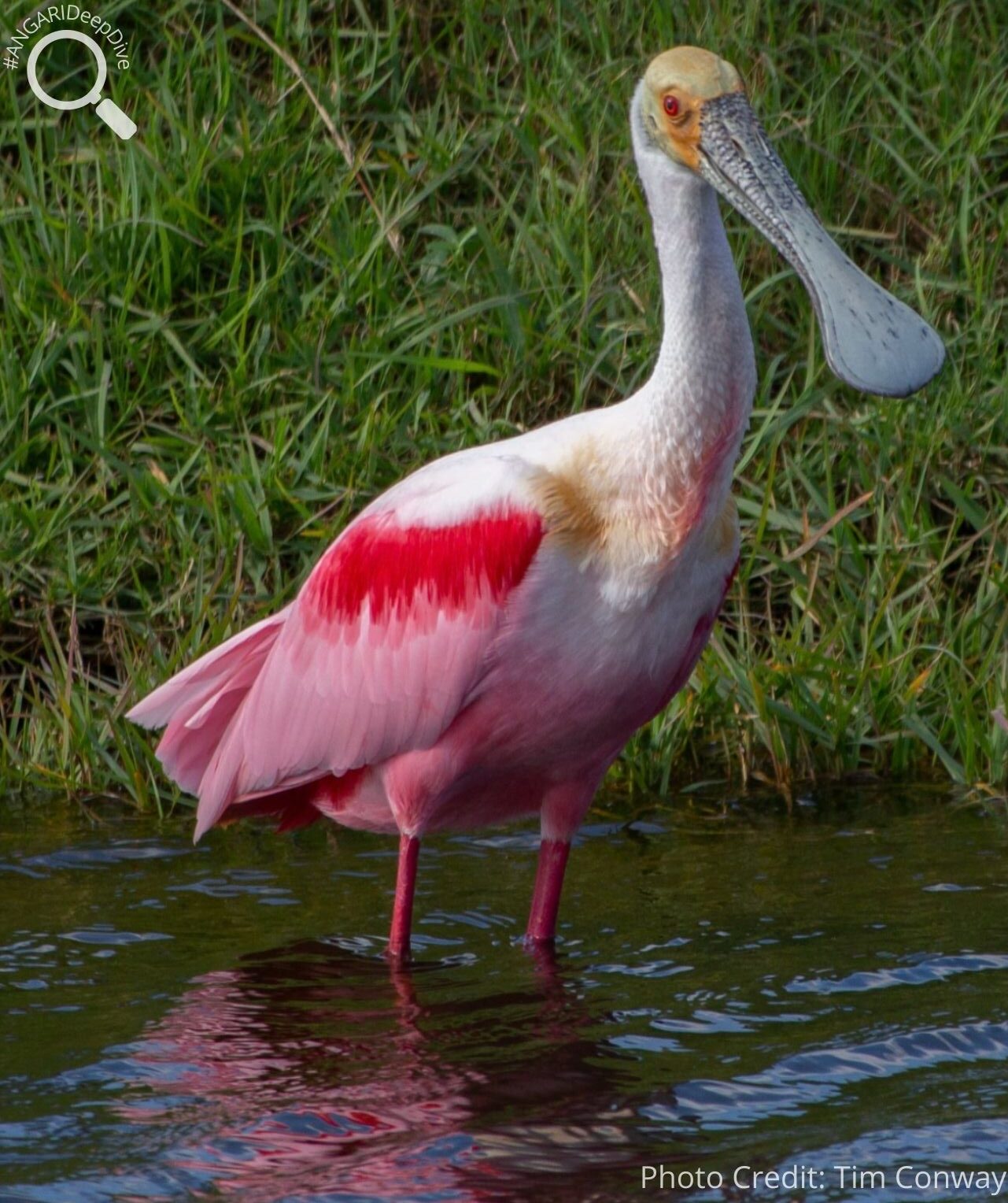 #ANGARIDeepDive_Roseate Spoonbill_PC_Tim Conway (3)