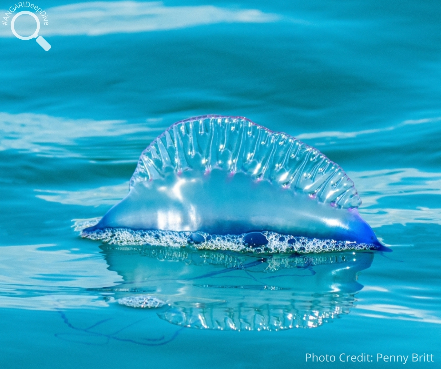 Portuguese Man O War Physalia Physalis ANGARI Foundation Portuguese Man O War Physalia Physalis ANGARI Foundation