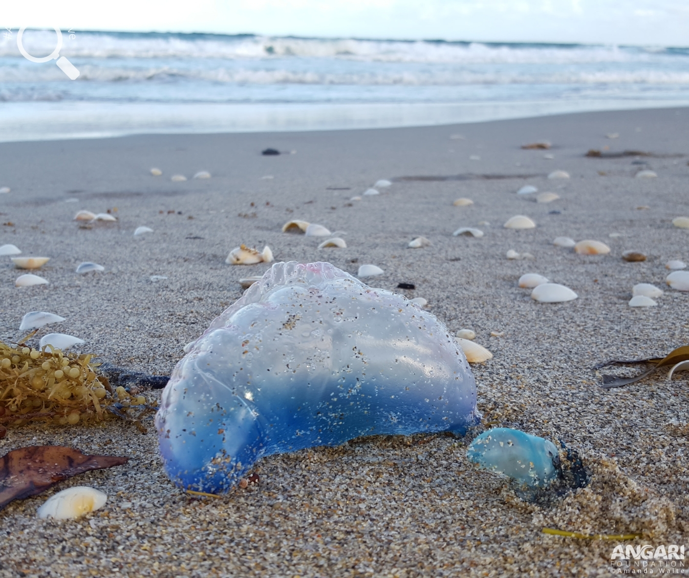 Portuguese Man O War Physalia Physalis ANGARI Foundation Portuguese Man O War Physalia Physalis ANGARI Foundation