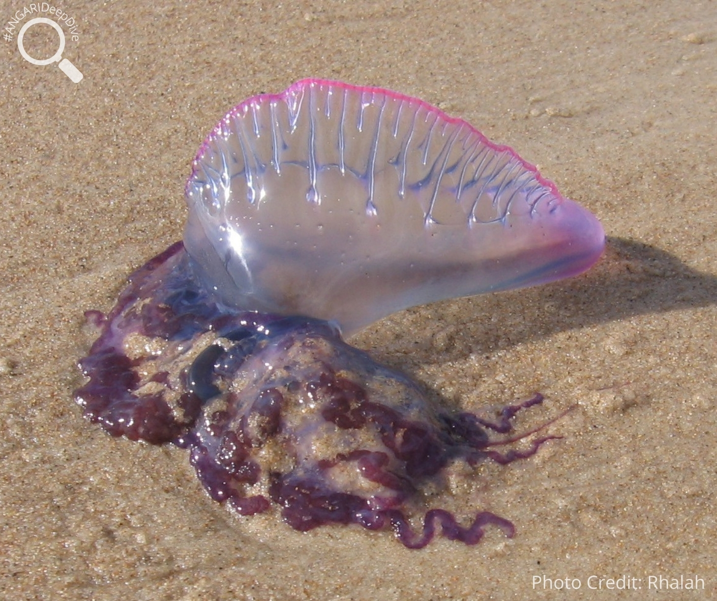 Portuguese Man O War Physalia Physalis ANGARI Foundation Portuguese Man O War Physalia Physalis ANGARI Foundation