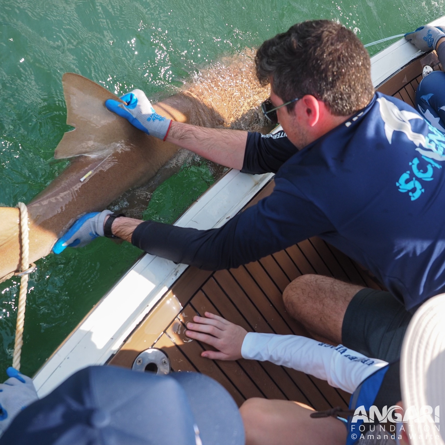 This nurse shark was secured to R/V ANGARI's swim platform for a quick workup during a Coastal Ocean Explorers: Sharks expedition. PC: Amanda Waite