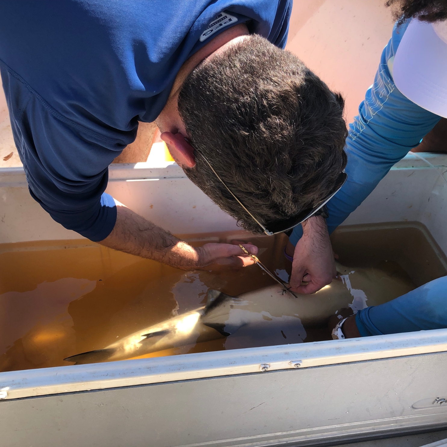 I finish off securing the final sutures on a shark after internally tagging it with an acoustic transmitter that will help monitor its movements.