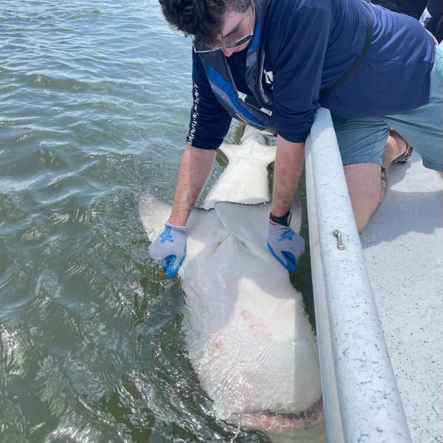 Here I am securing a shark by the pectoral fins for a blood draw in the Ten Thousand Islands Estuary, FL.