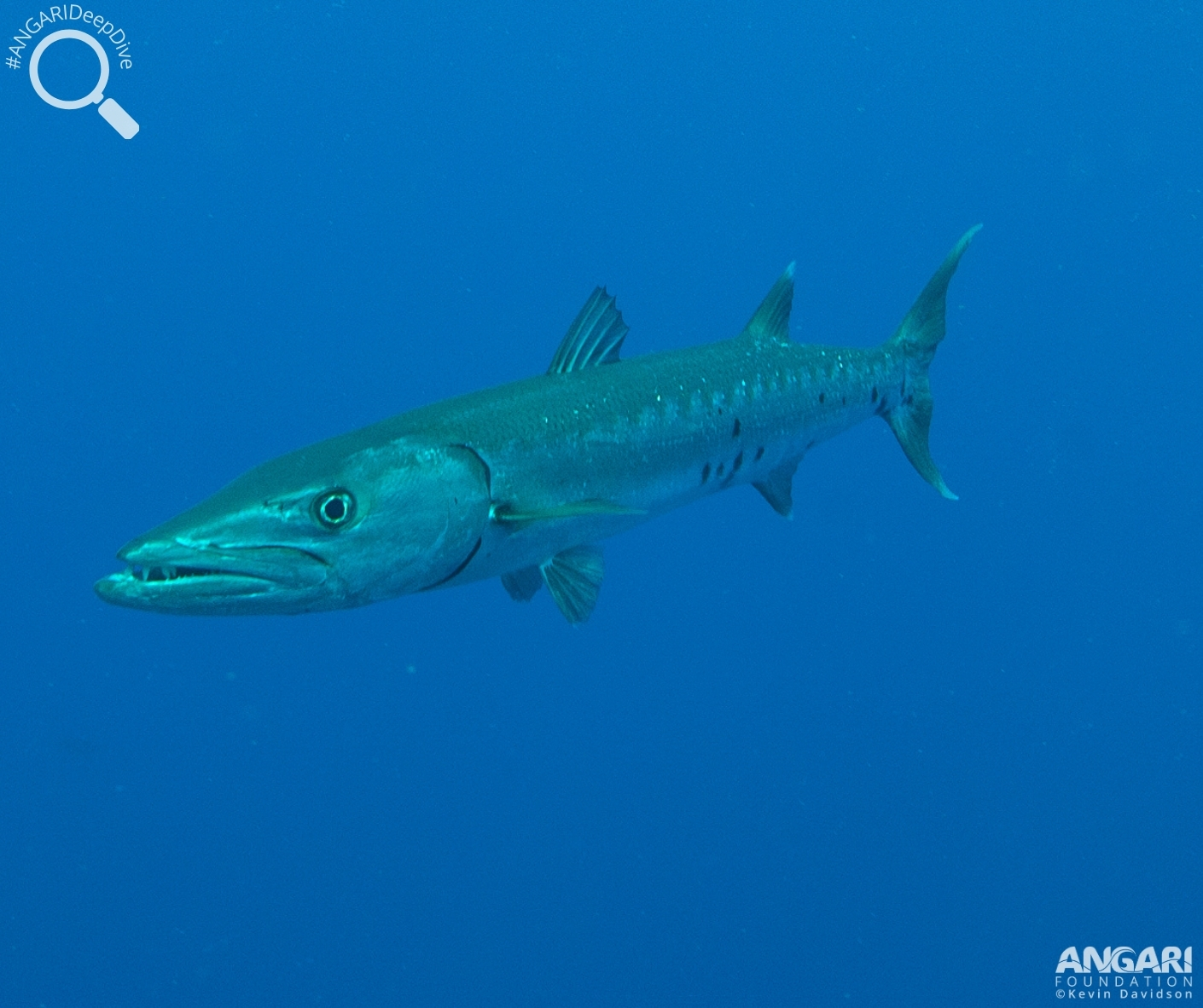 Great Barracuda (Sphyraena barracuda) - ANGARI Foundation