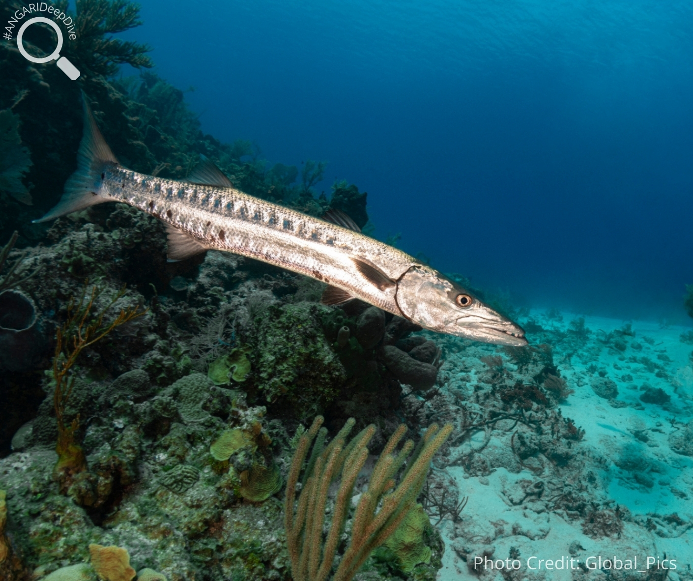 #ANGARIDeepDive_Great Barracuda_PC_Global_Pics