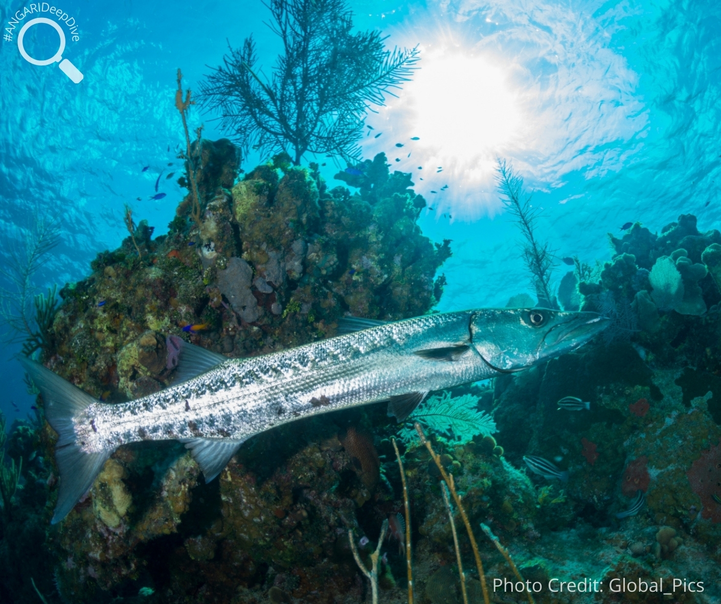 #ANGARIDeepDive_Great Barracuda_PC_Global_Pics