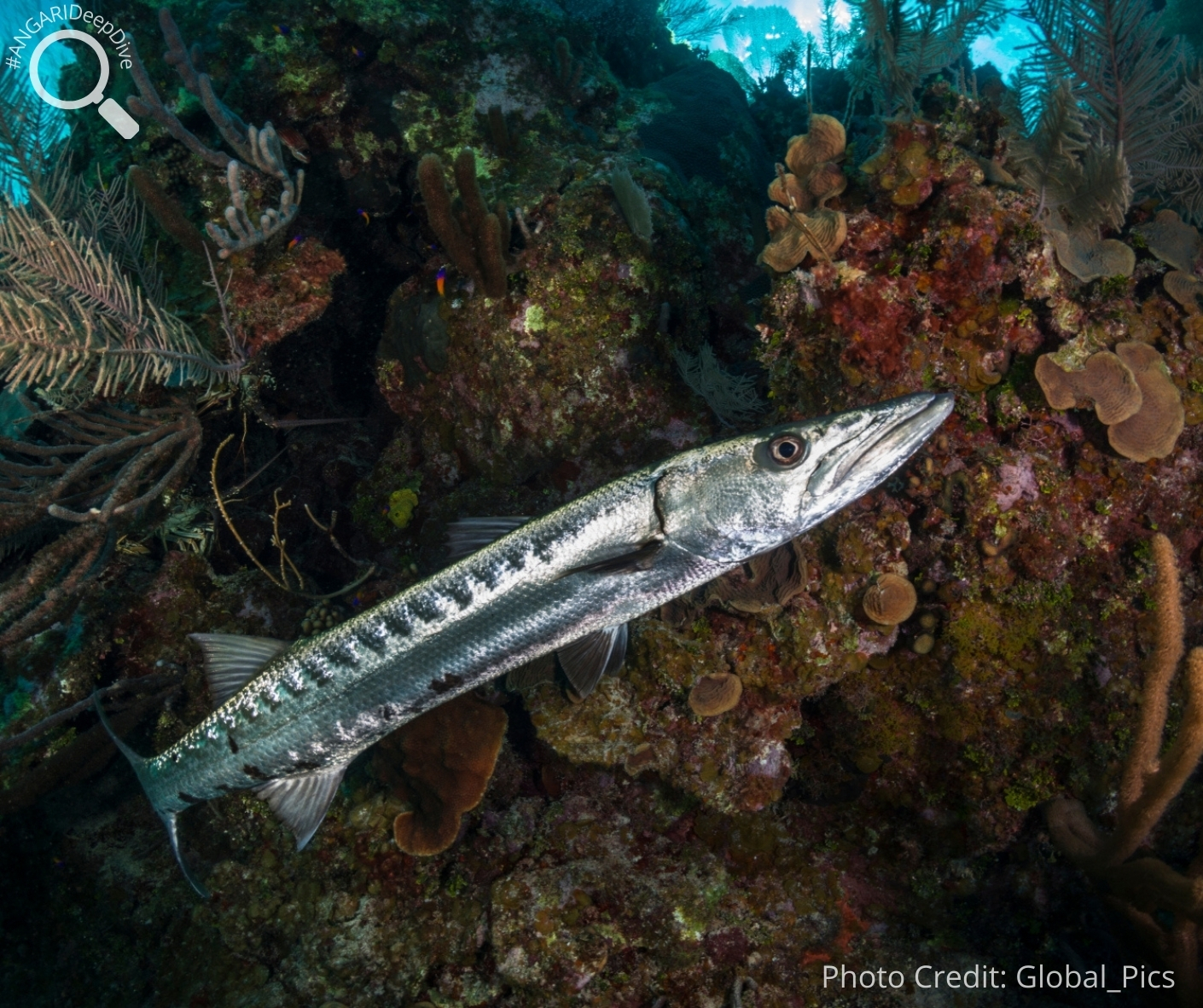 #ANGARIDeepDive_Great Barracuda_PC_Global_Pics