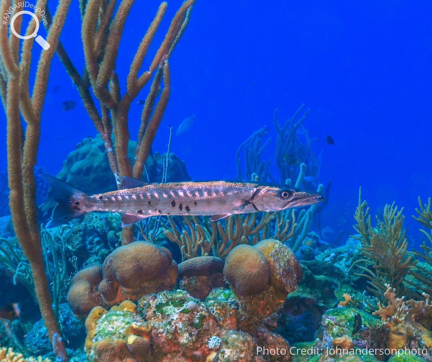 #ANGARIDeepDive_Great Barracuda_PC_Johnandersonphoto