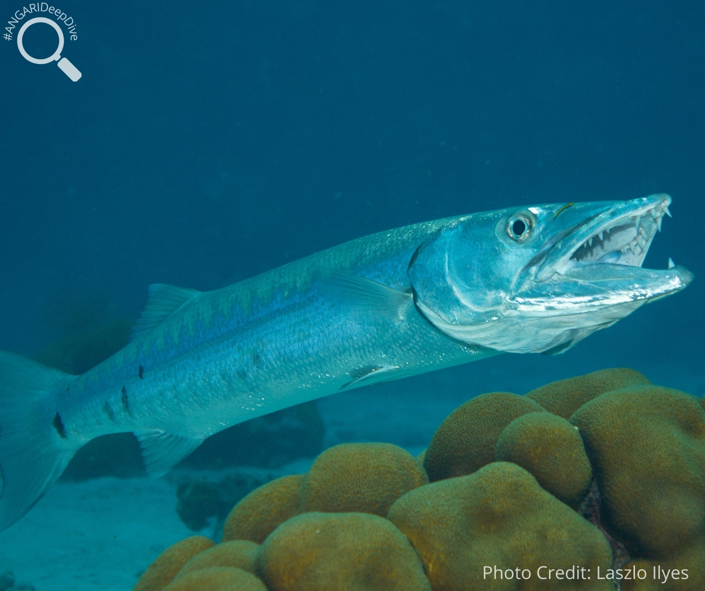 #ANGARIDeepDive_Great Barracuda_PC_Laszlo Ilyes