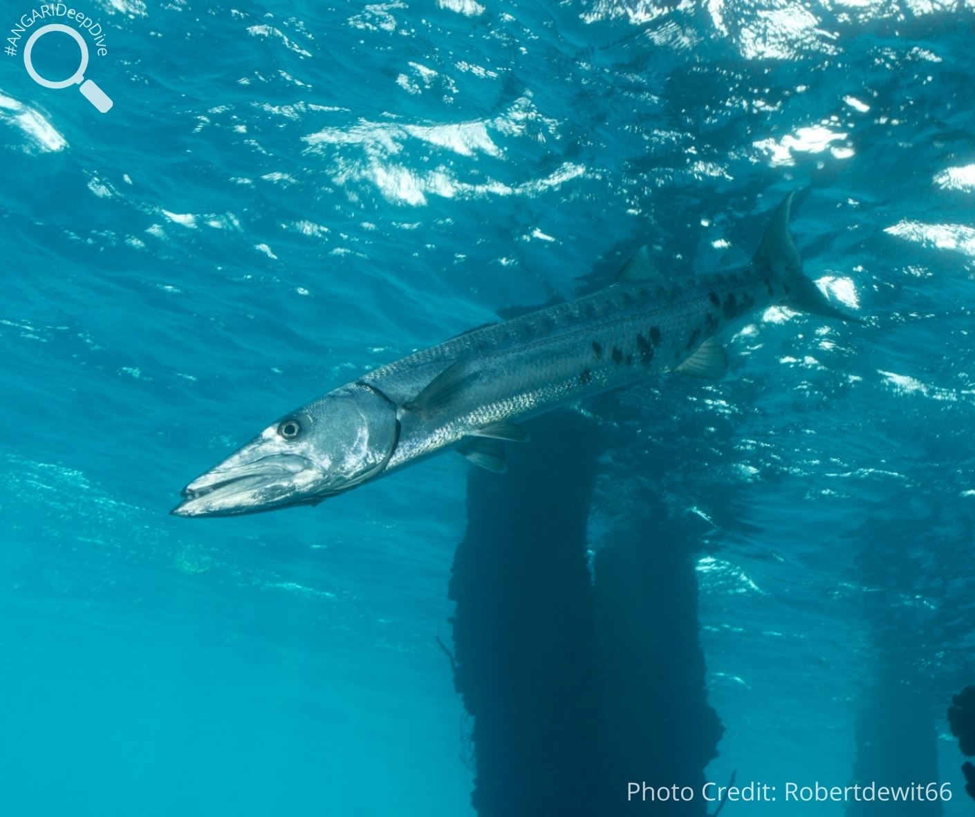 #ANGARIDeepDive_Great Barracuda_PC_Robertdewit66