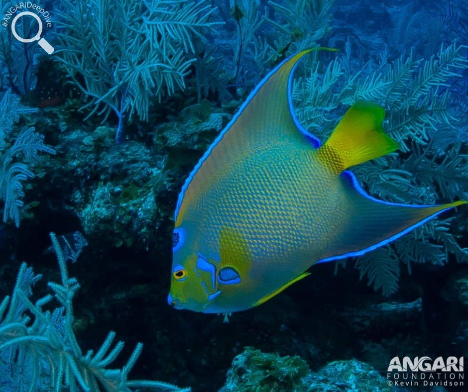 #ANGARIDeepDive_Queen Angelfish_PC ANGARI Foundation