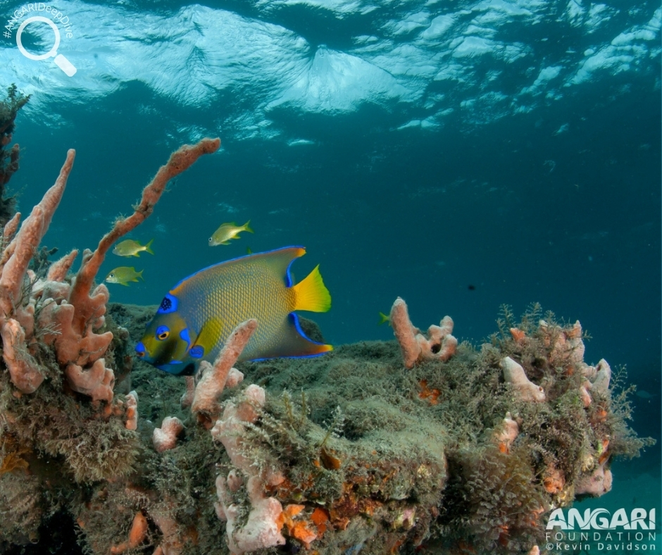 #ANGARIDeepDive_Queen Angelfish_PC_ANGARI Foundation