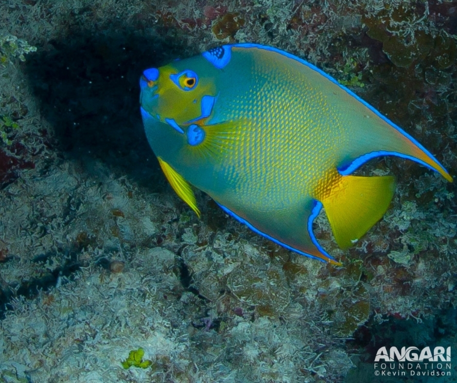 #ANGARIDeepDive_Queen Angelfish_PC_ANGARI Foundation