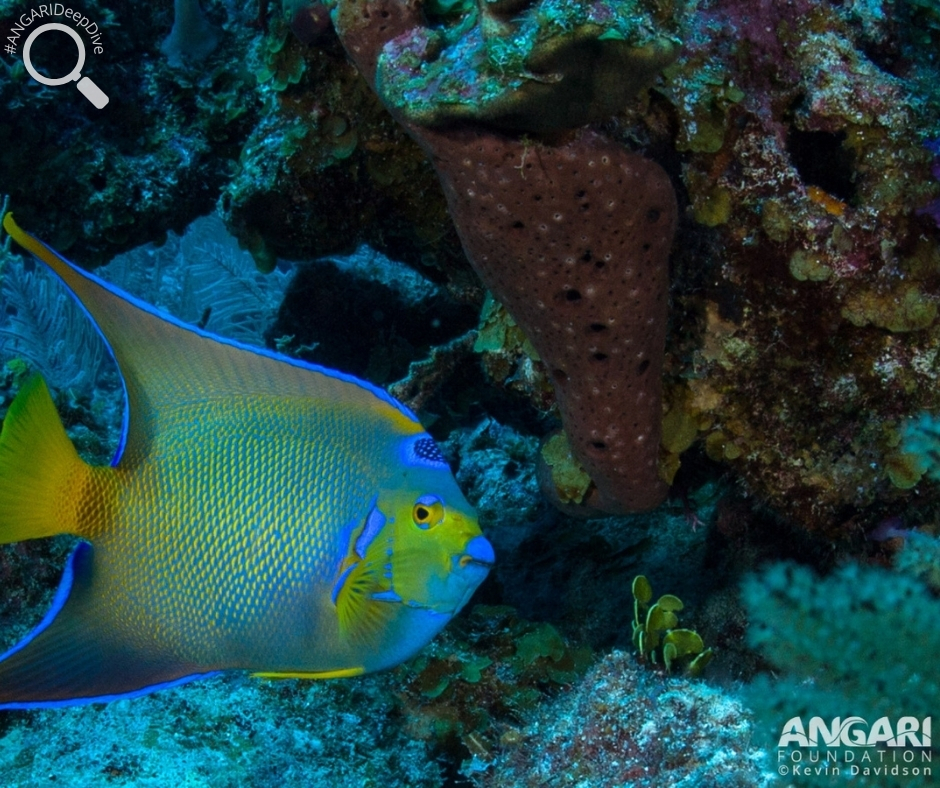 #ANGARIDeepDive_Queen Angelfish_PC_ANGARI Foundation