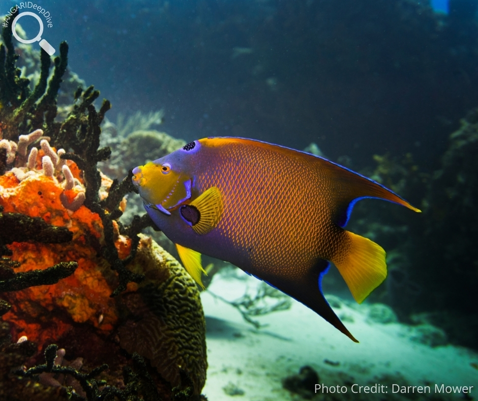 #ANGARIDeepDive_Queen Angelfish_PC_Darren Mower