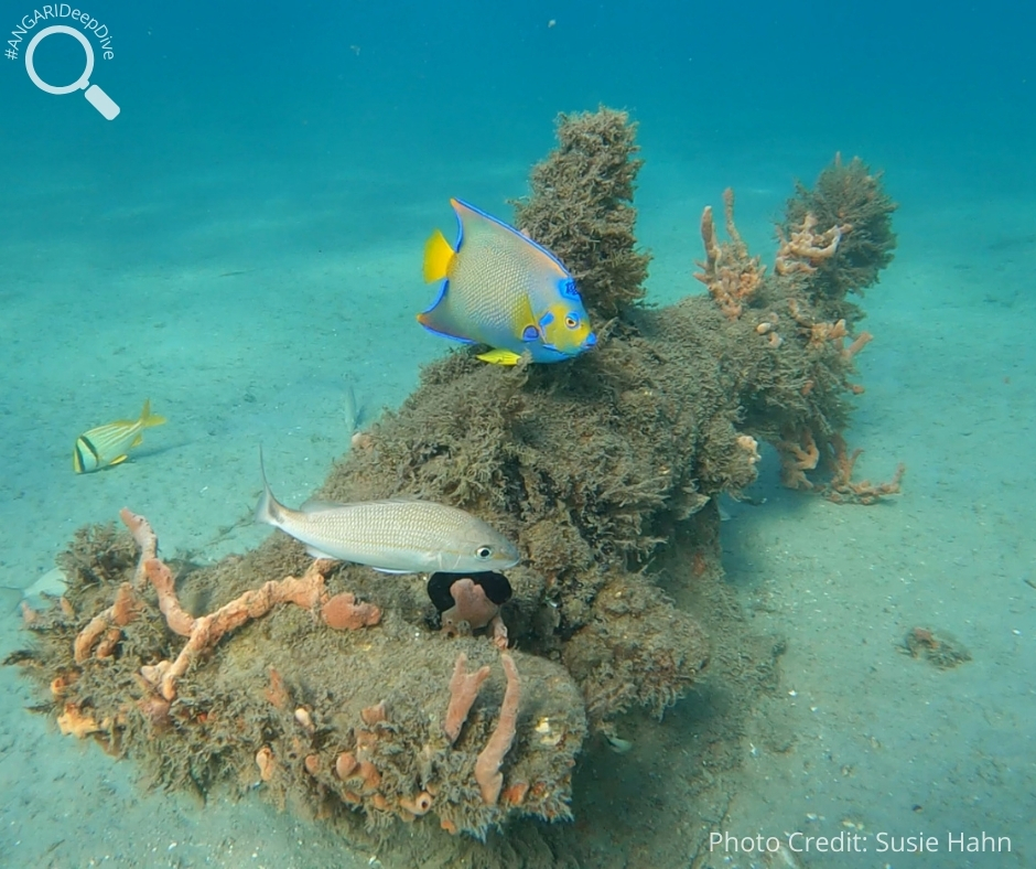 #ANGARIDeepDive_Queen Angelfish_PC_Susie Hahn