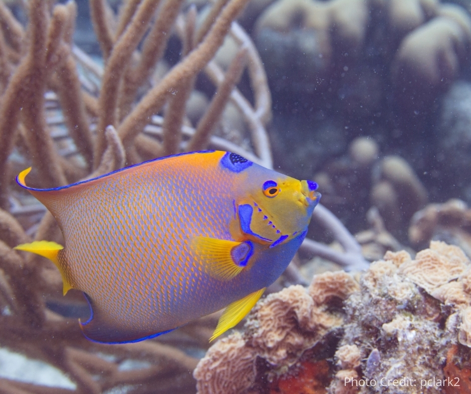 #ANGARIDeepDive_Queen Angelfish_PC_pclark2