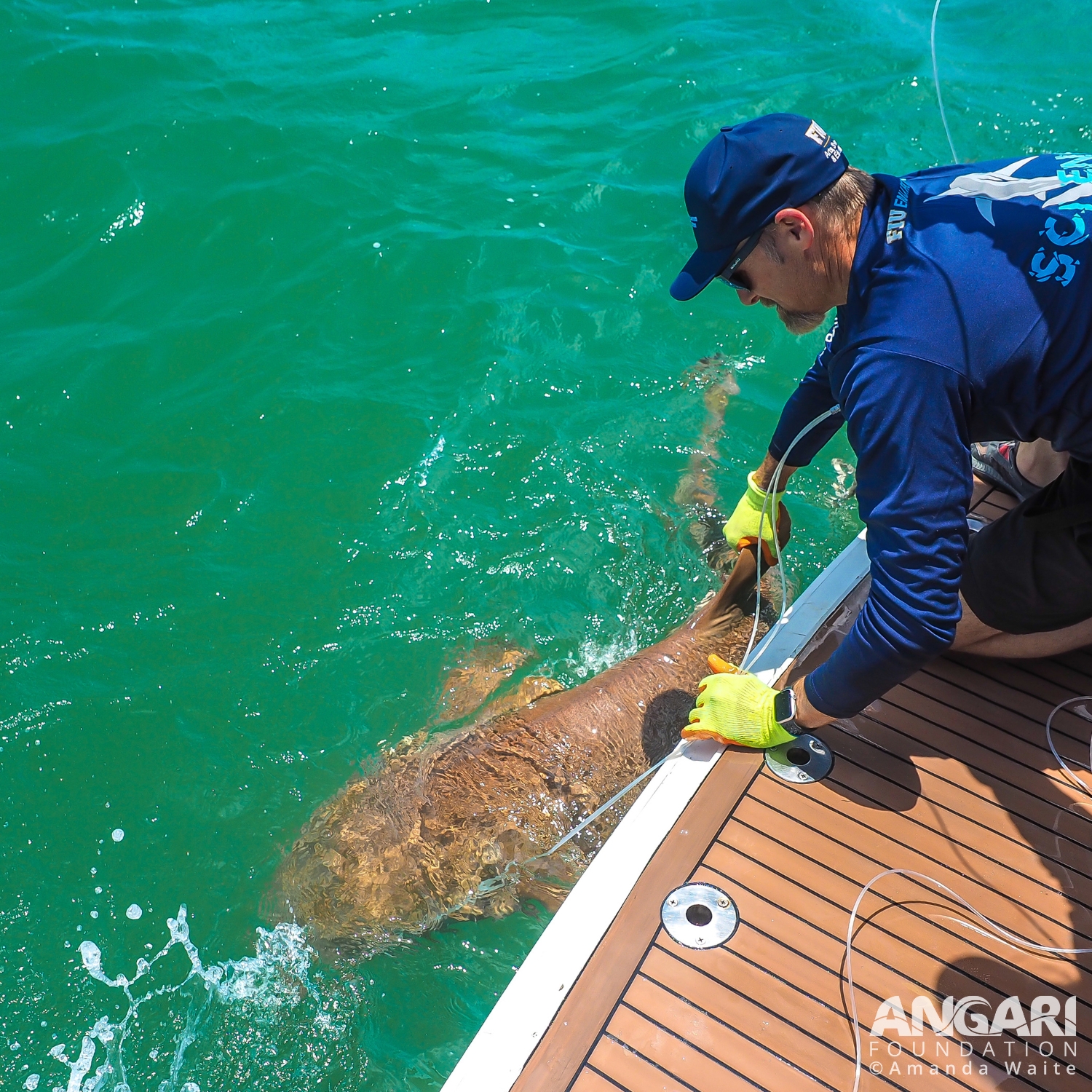 I am guiding this nurse shark towards the stern of R/V ANGARI so we can conduct a quick workup. PC: Amanda Waite