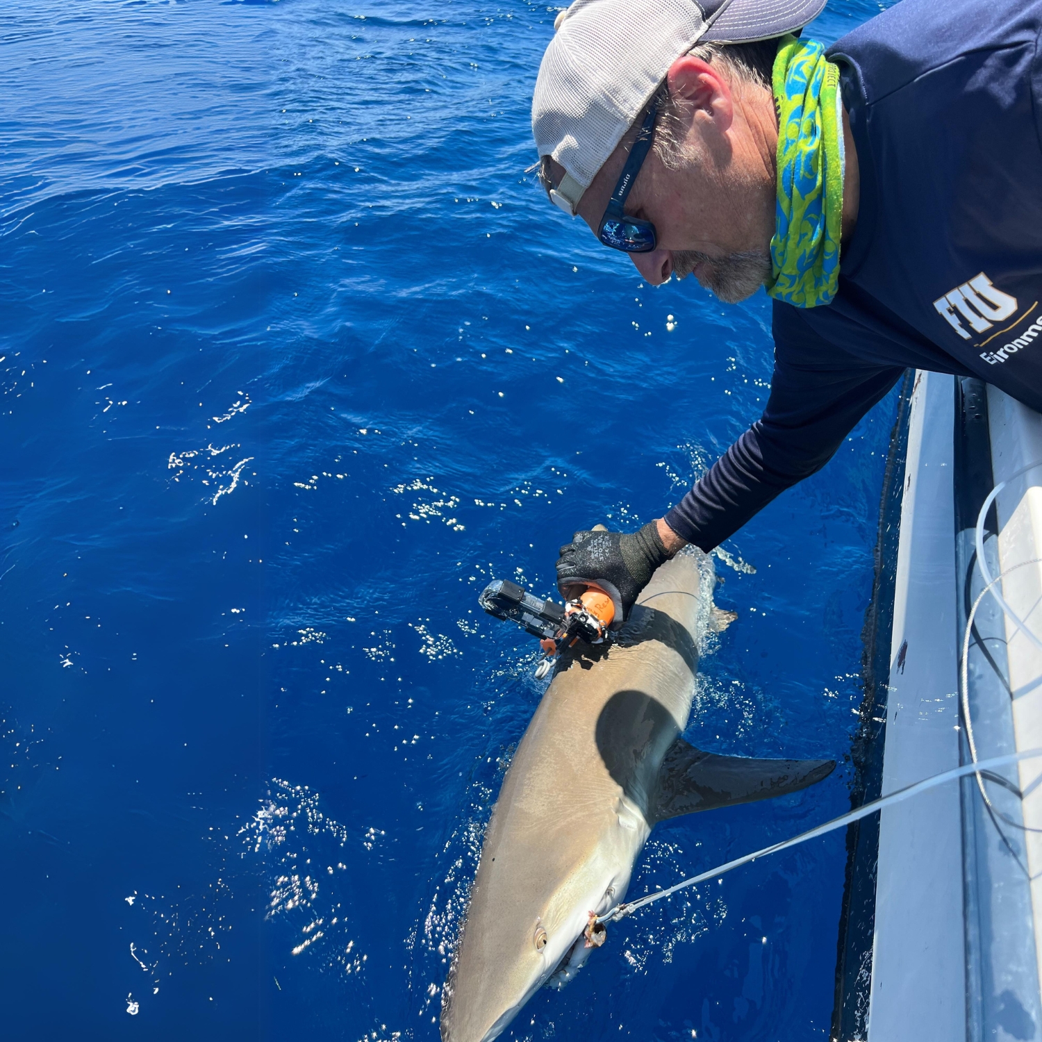 Here I am deploying a 360 camera onto a Caribbean reef shark.