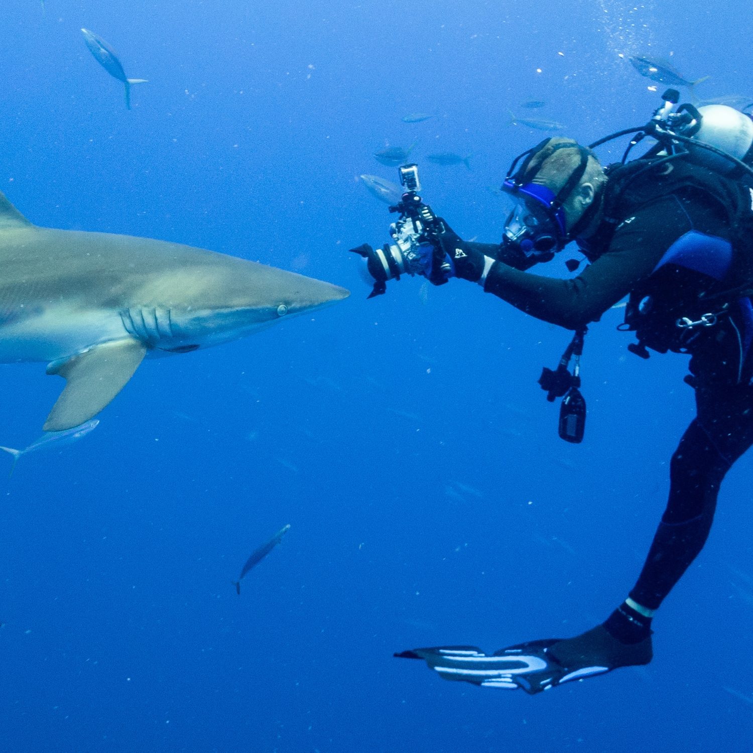 A silky shark that I encountered wanted a close up!