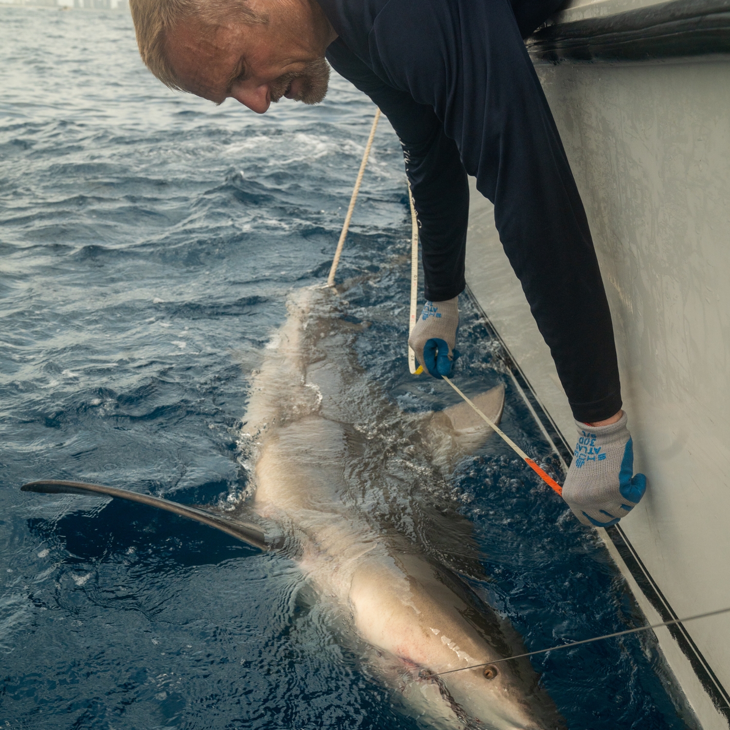 This bull shark was tagged and a workup was conducted during studies off the east coast of Florida.