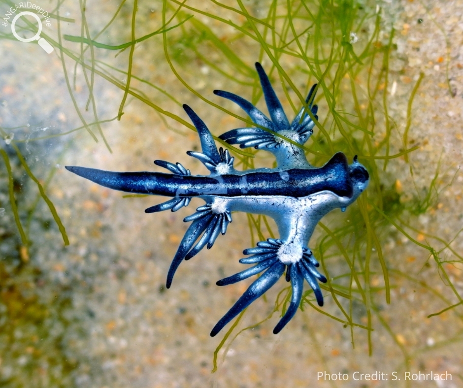 #ANGARIDeepDive_Blue Dragon_PC_S.Rohrlach