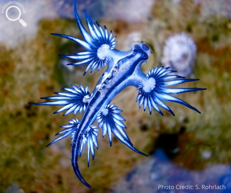 #ANGARIDeepDive_Blue Dragon_PC_S.Rohrlach