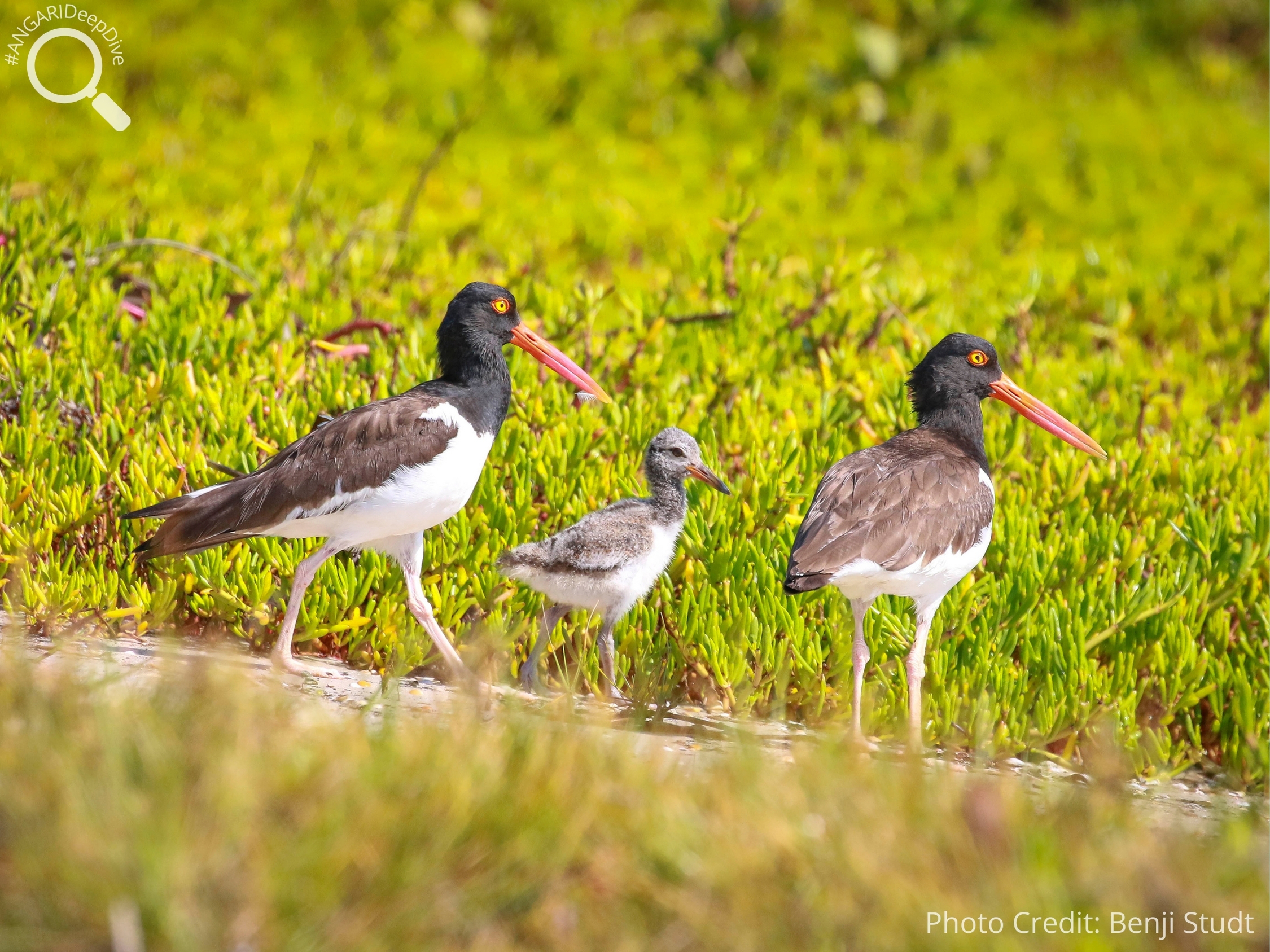 #ANGARIDeepDive American Oystercatcher. PC: Benji Studt