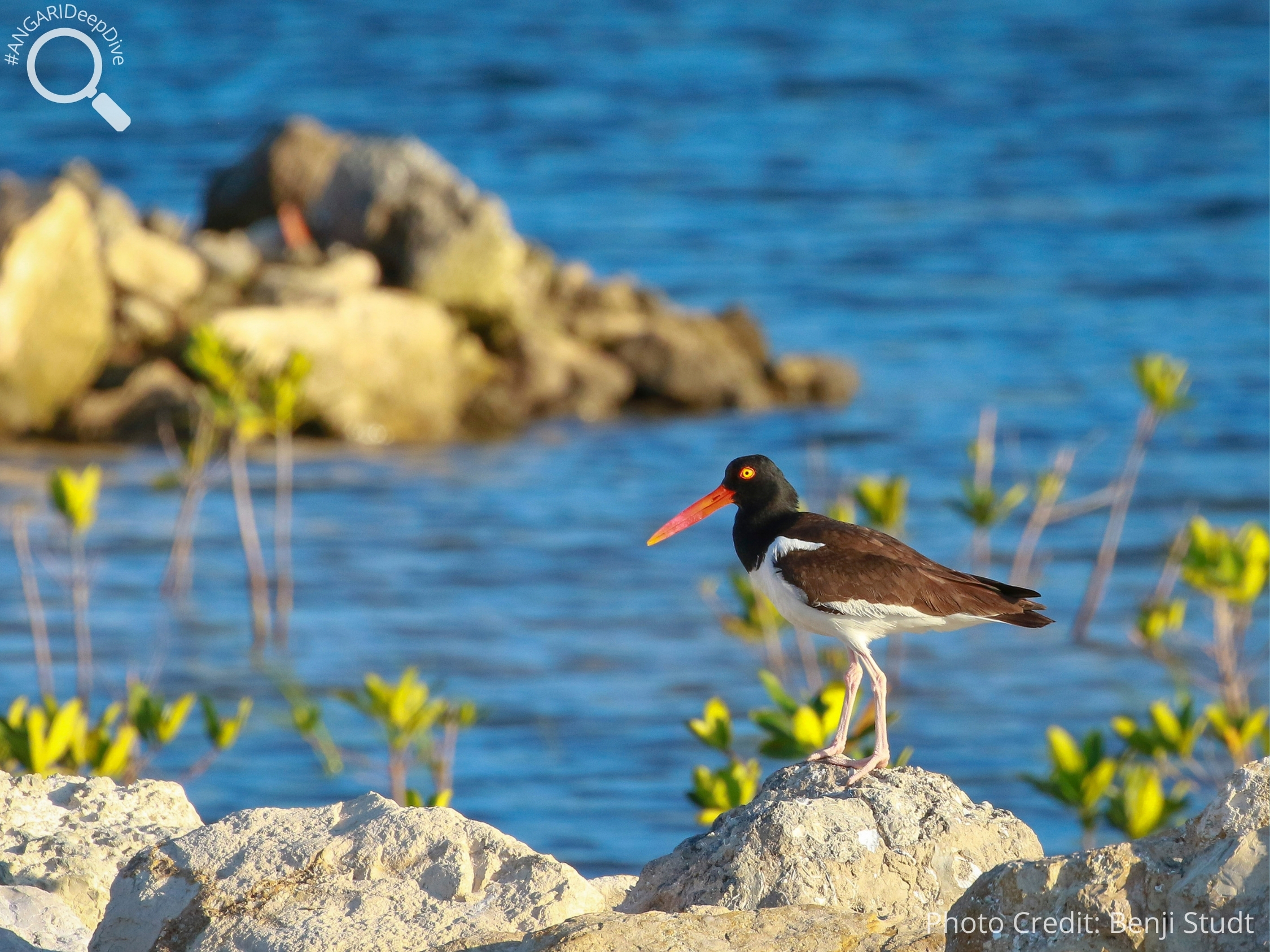 #ANGARIDeepDive American Oystercatcher. PC: Benji Studt