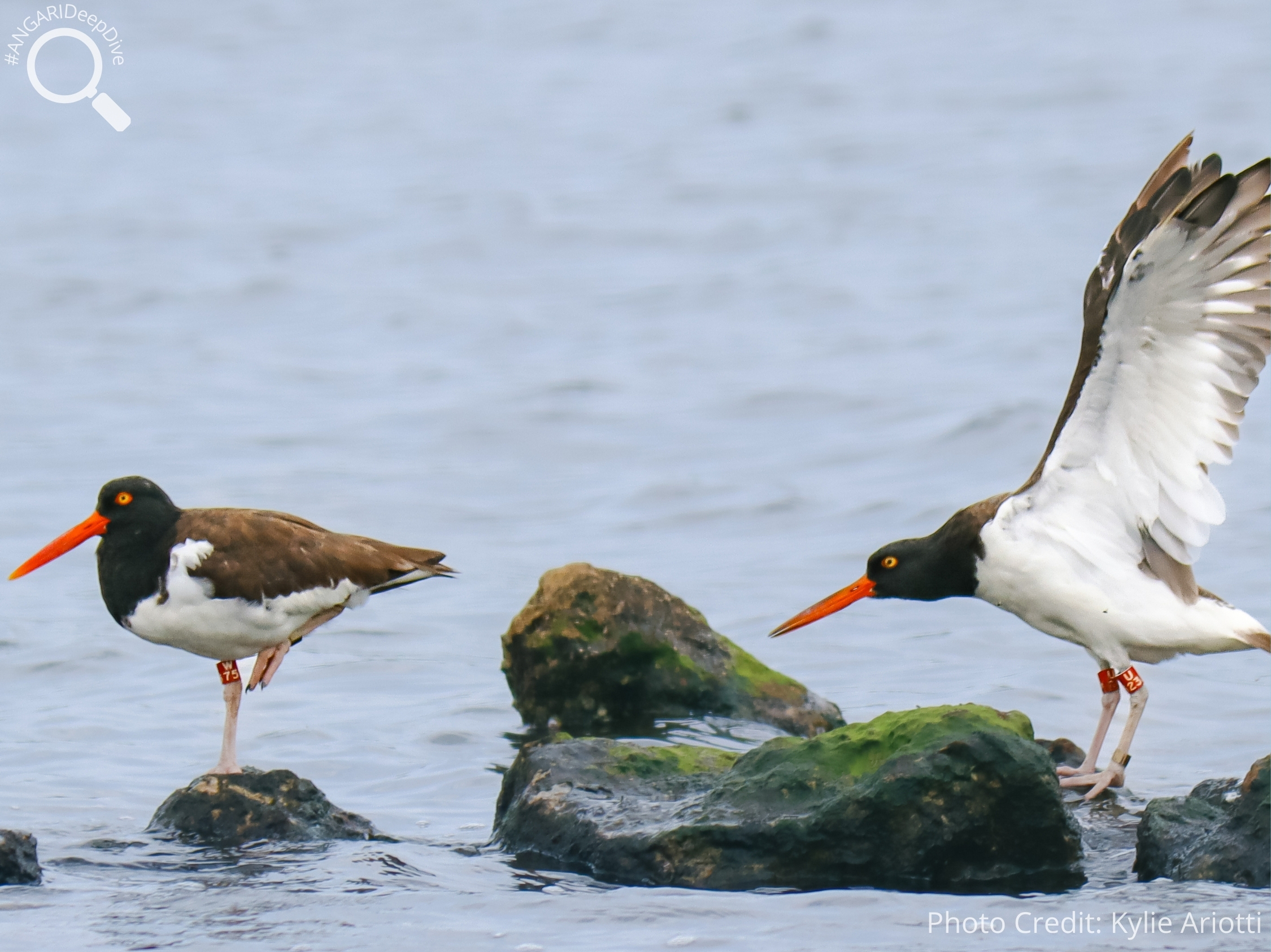 #ANGARIDeepDive American Oystercatcher. PC: Kylie Ariotti