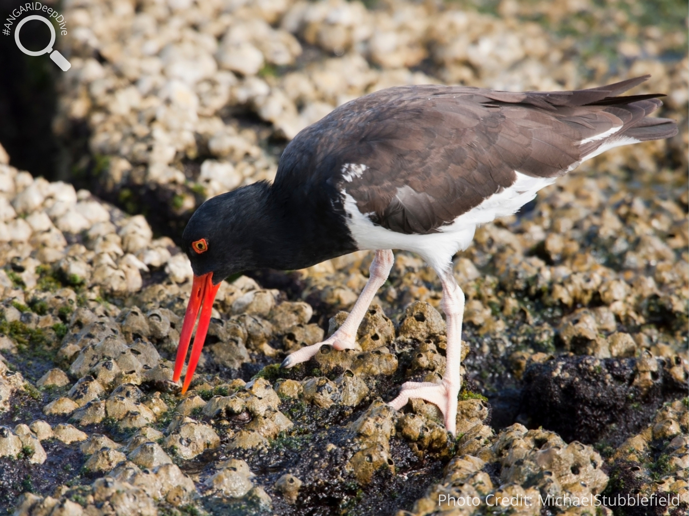 #ANGARIDeepDive American Oystercatcher. PC: MichaelStubblefield