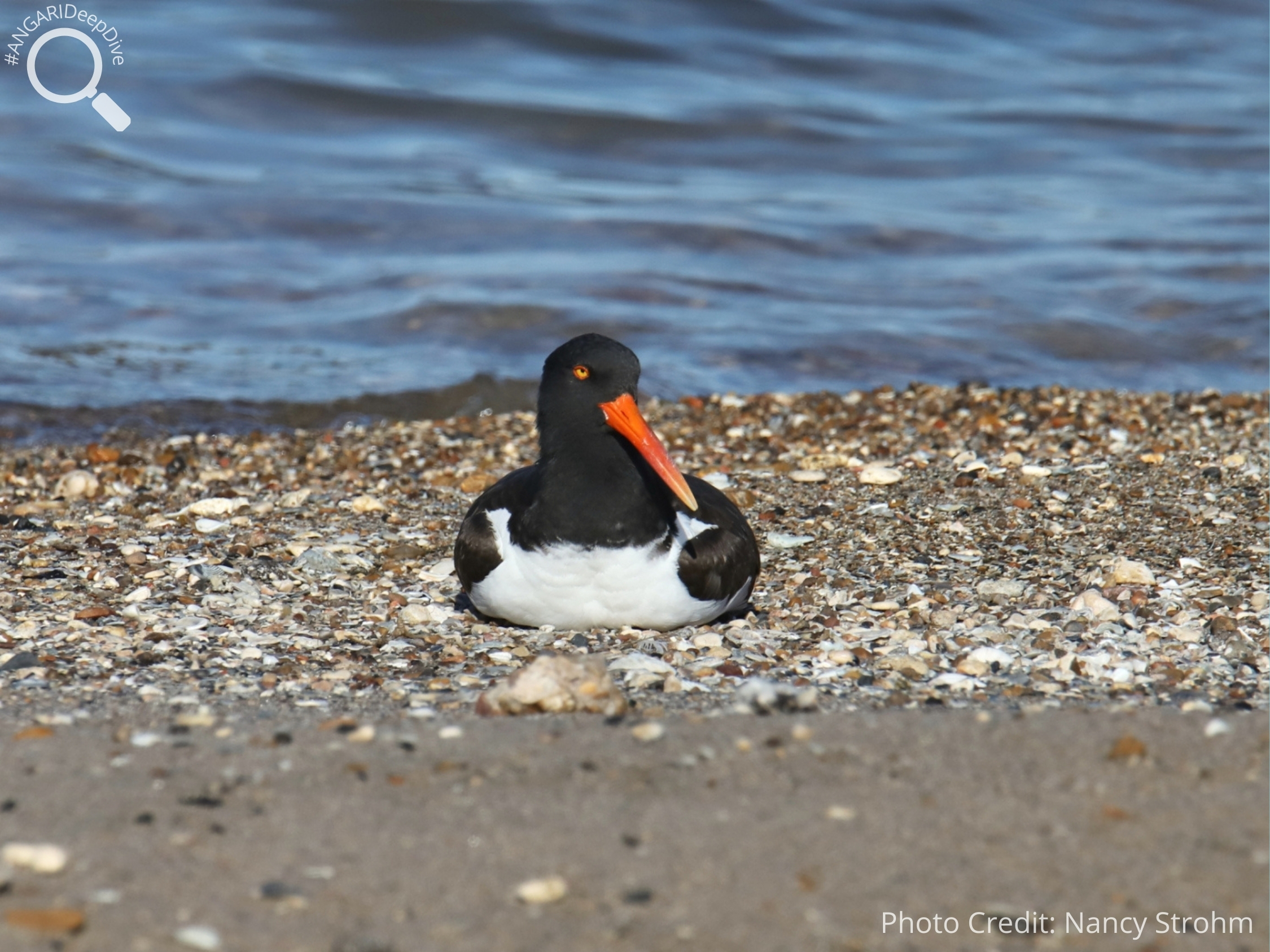 #ANGARIDeepDive American Oystercatcher. PC: Nancy Strohm