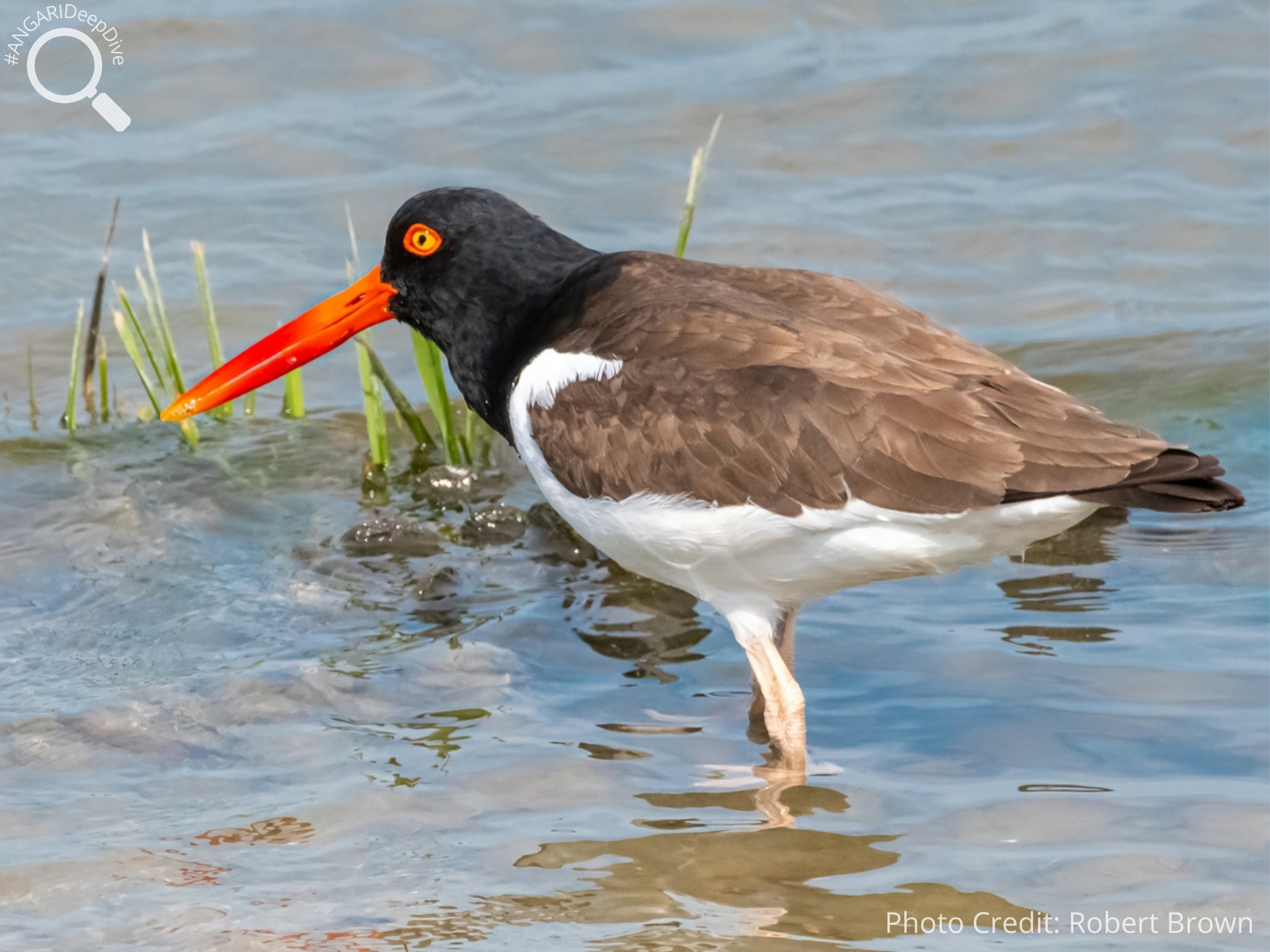 #ANGARIDeepDive American Oystercatcher. PC: Robert Brown