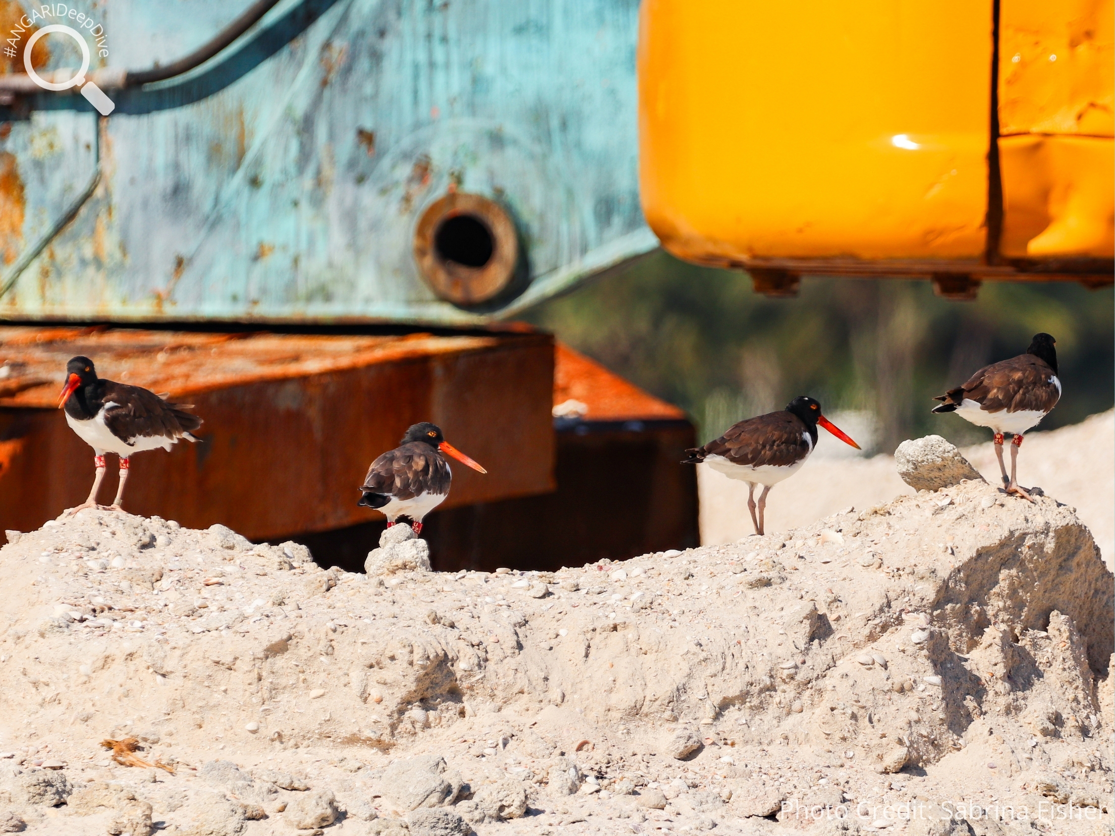 #ANGARIDeepDive American Oystercatcher. PC: Sabrina Fisher