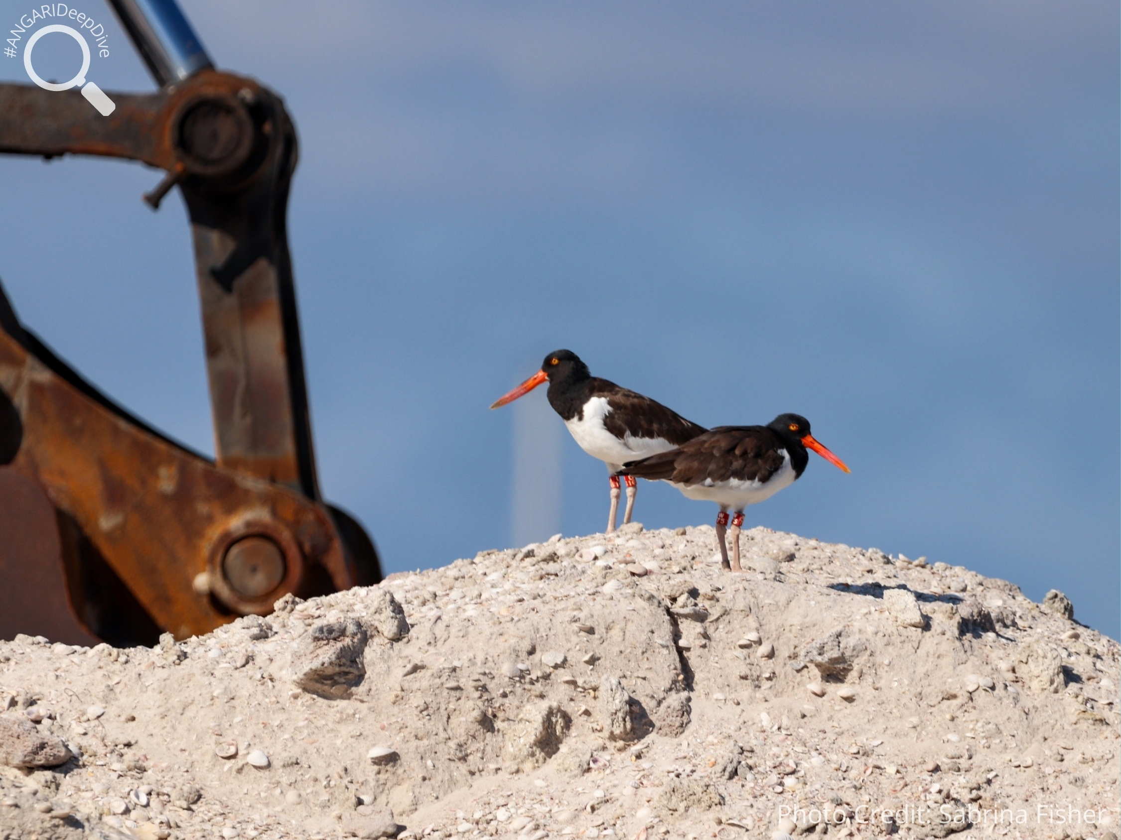 #ANGARIDeepDive American Oystercatcher. PC: Sabrina Fisher