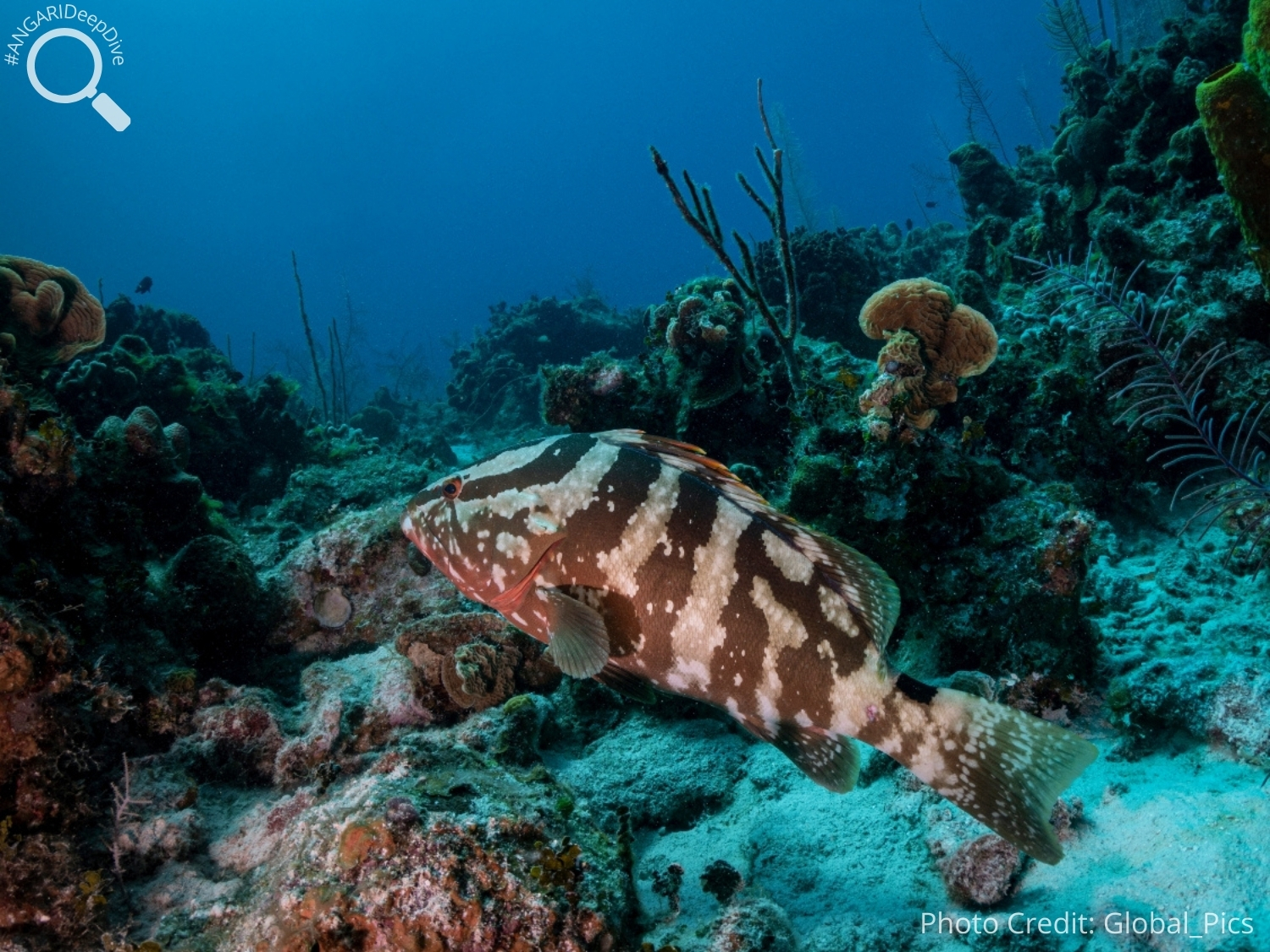 #ANGARIDeepDive_Nassau Grouper_PC_Global_Pics