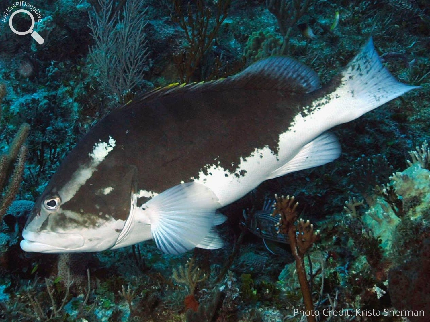 #ANGARIDeepDive_Nassau Grouper_PC_Krista Sherman