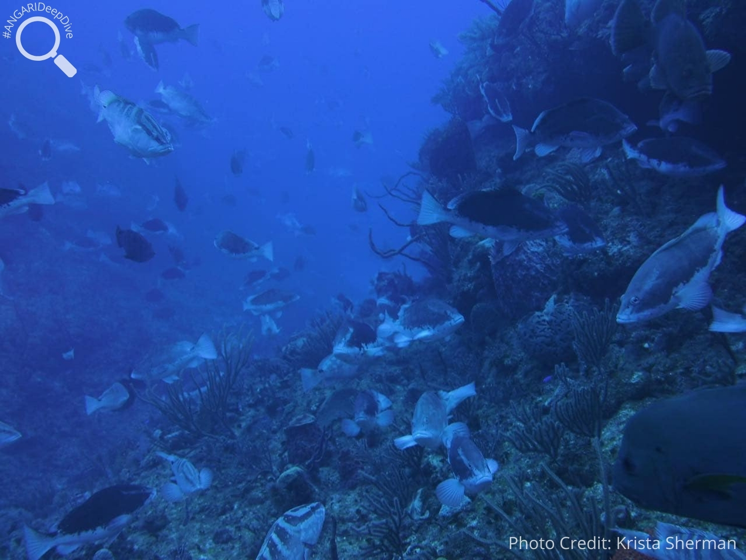 #ANGARIDeepDive_Nassau Grouper_PC_Krista Sherman