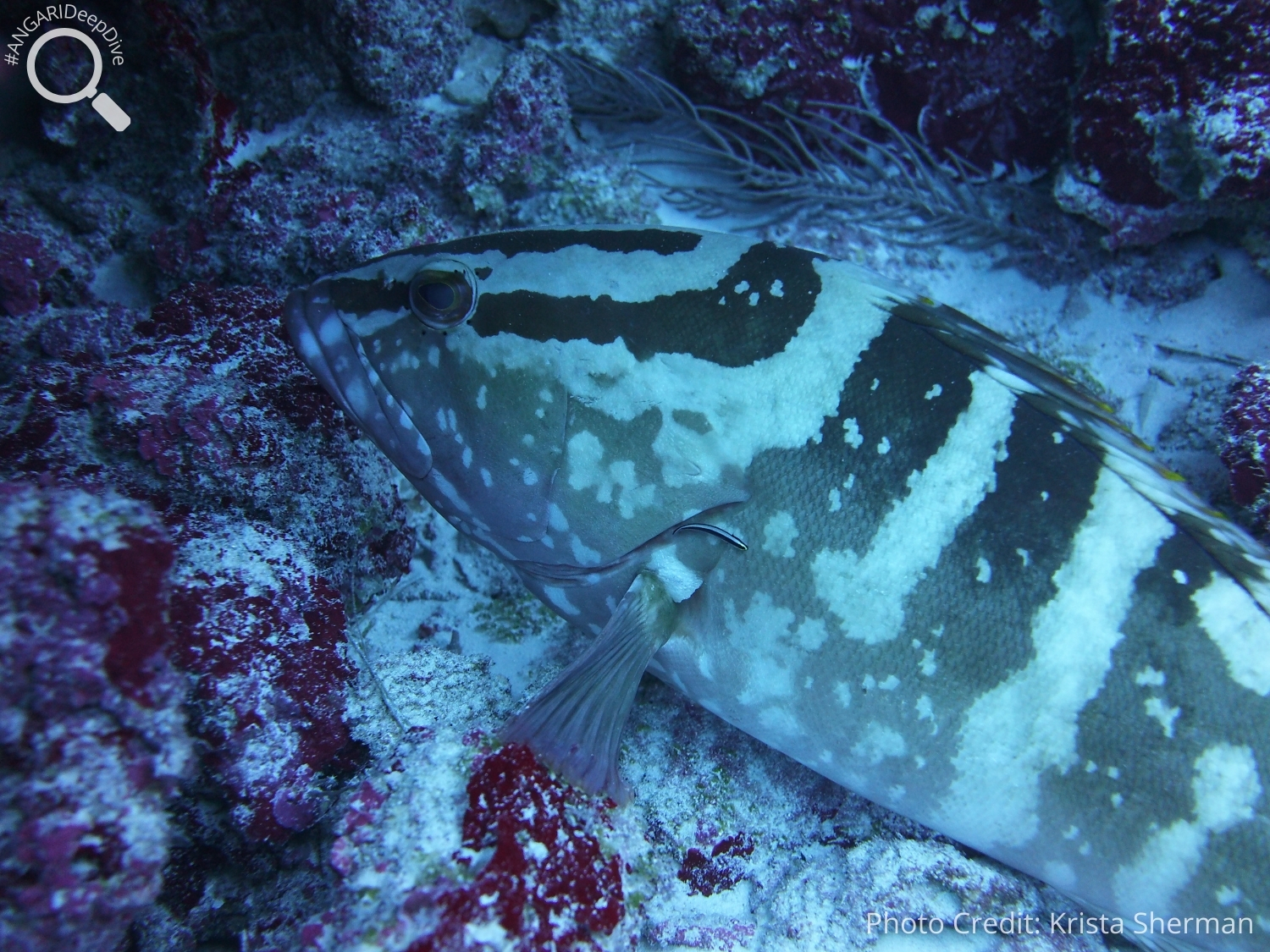 #ANGARIDeepDive_Nassau Grouper_PC_Krista Sherman