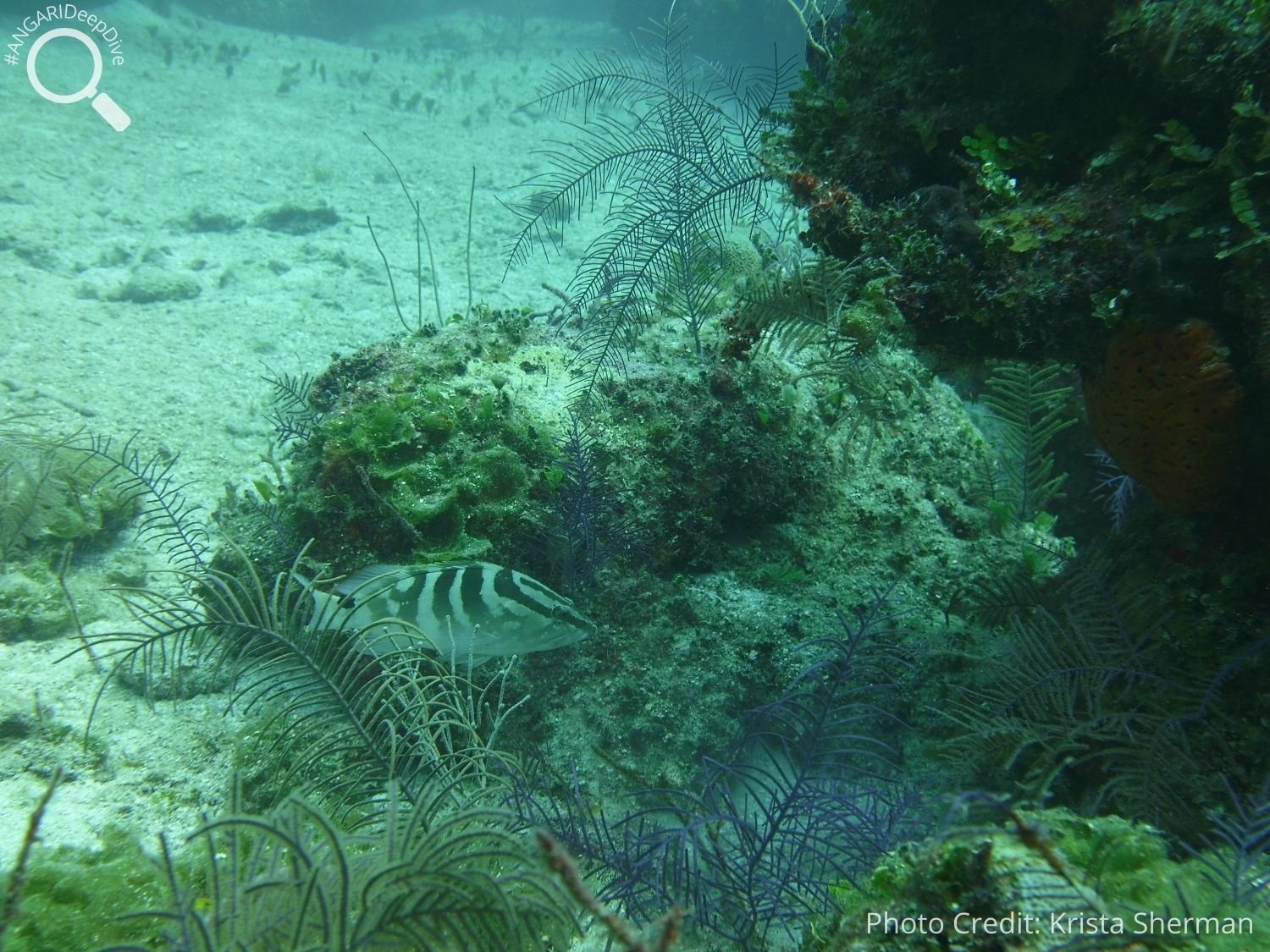 #ANGARIDeepDive_Nassau Grouper_PC_Krista Sherman